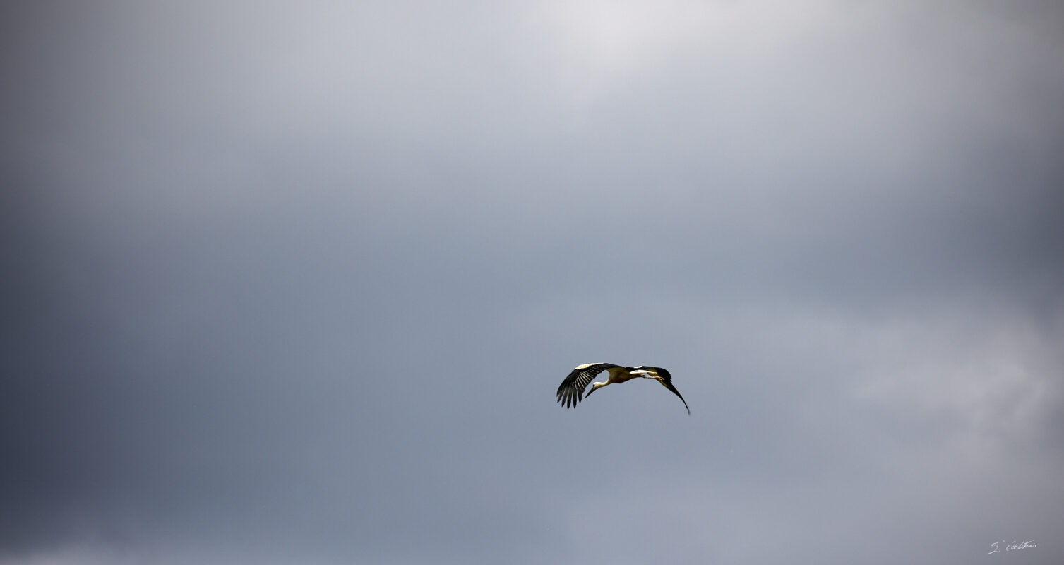 © All Rights Reserved - 2025-07-08 13:44:17 - f/5.6 1/1600sec ISO-200 400mm - France, Alsace, Strasbourg, Parc de l'Orangerie