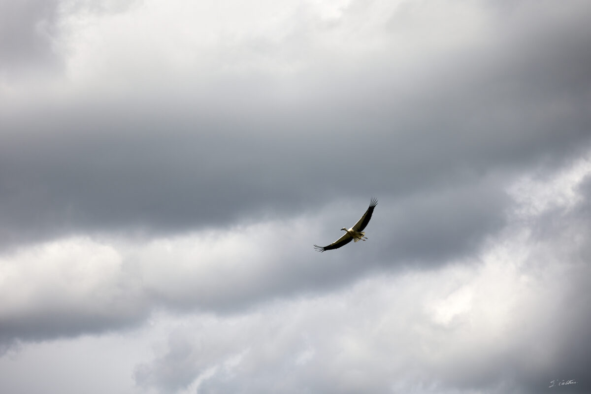 © All Rights Reserved - 2025-07-08 13:44:52 - f/5 1/1600sec ISO-100 135mm - France, Alsace, Strasbourg, Parc de l'Orangerie