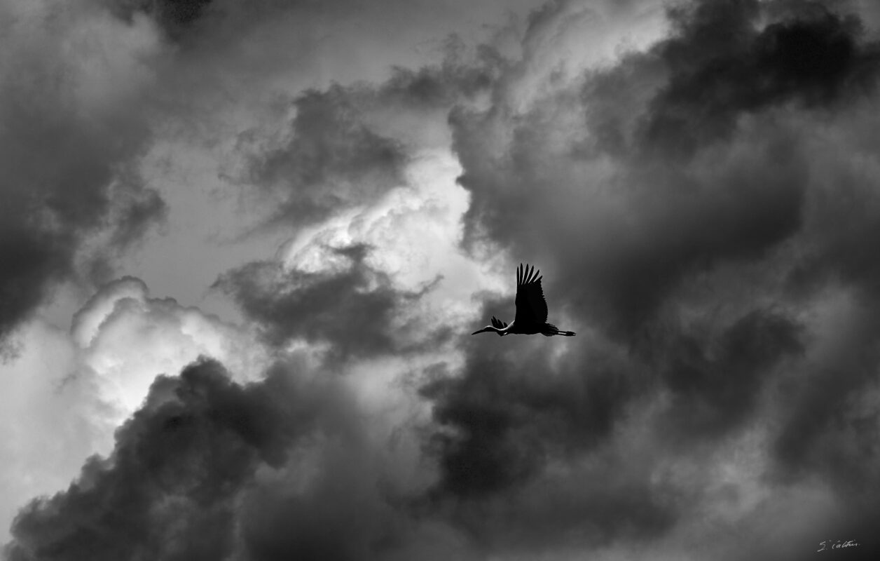 © All Rights Reserved - 2025-07-08 13:44:53 - f/5.6 1/1600sec ISO-100 135mm - France, Alsace, Strasbourg, Parc de l'Orangerie