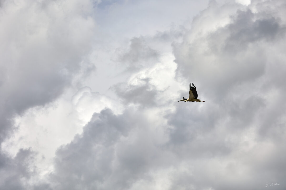 © All Rights Reserved - 2025-07-08 13:44:53 - f/5.6 1/1600sec ISO-100 135mm - France, Alsace, Strasbourg, Parc de l'Orangerie