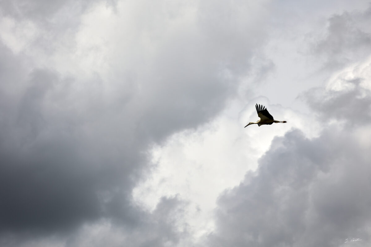 © All Rights Reserved - 2025-07-08 13:44:54 - f/5.6 1/1600sec ISO-100 148mm - France, Alsace, Strasbourg, Parc de l'Orangerie