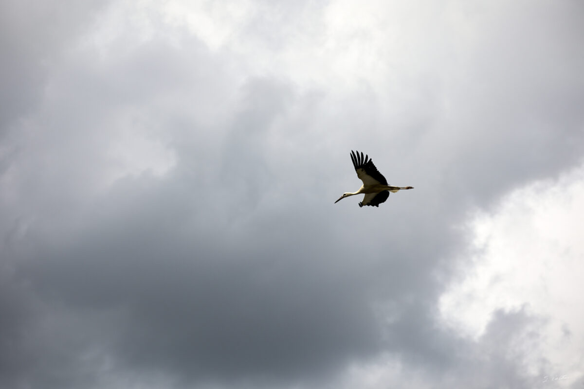 © All Rights Reserved - 2025-07-08 13:44:54 - f/5.6 1/1600sec ISO-100 164mm - France, Alsace, Strasbourg, Parc de l'Orangerie