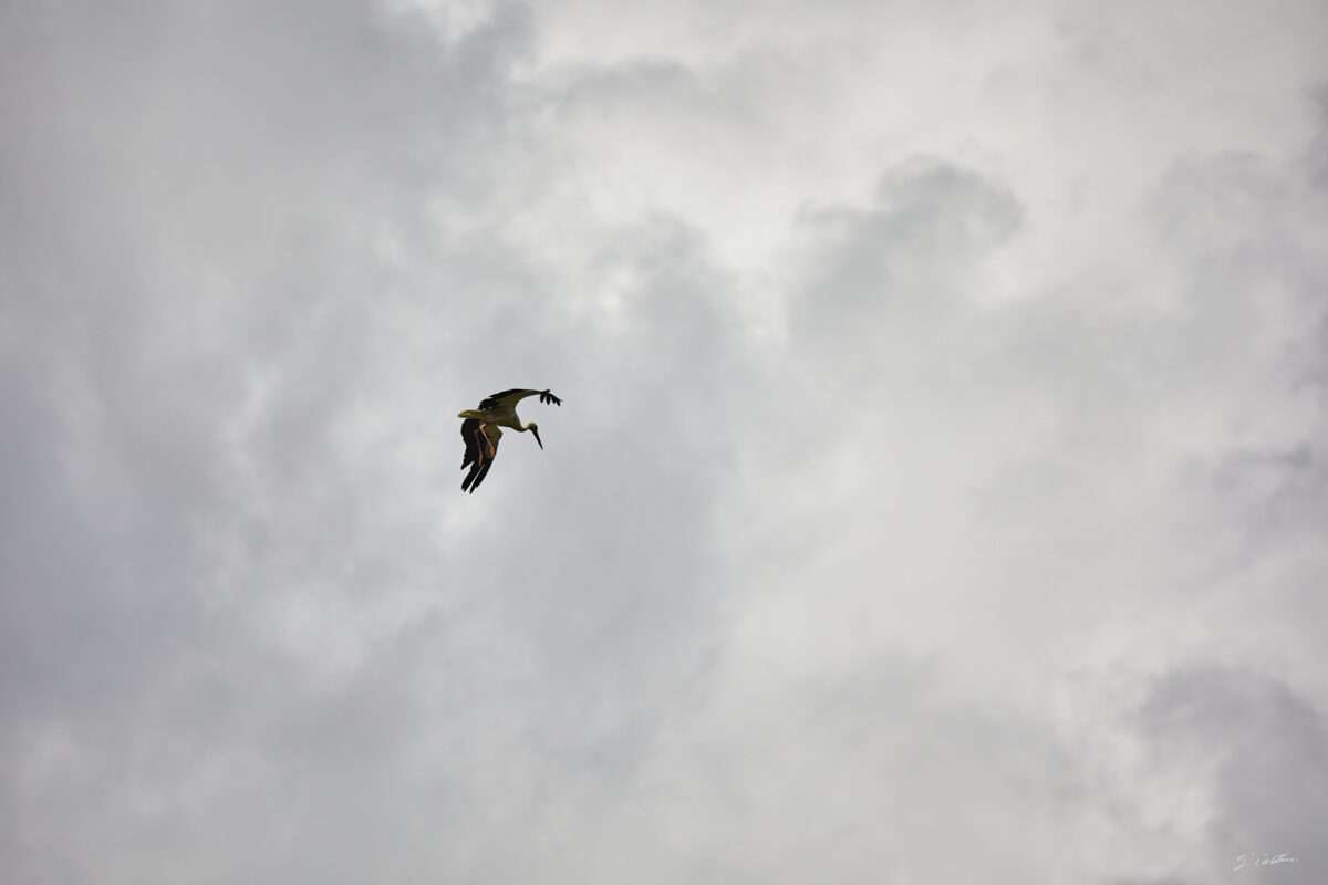 © All Rights Reserved - 2025-07-08 13:45:07 - f/6.3 1/1600sec ISO-100 400mm - France, Alsace, Strasbourg, Parc de l'Orangerie