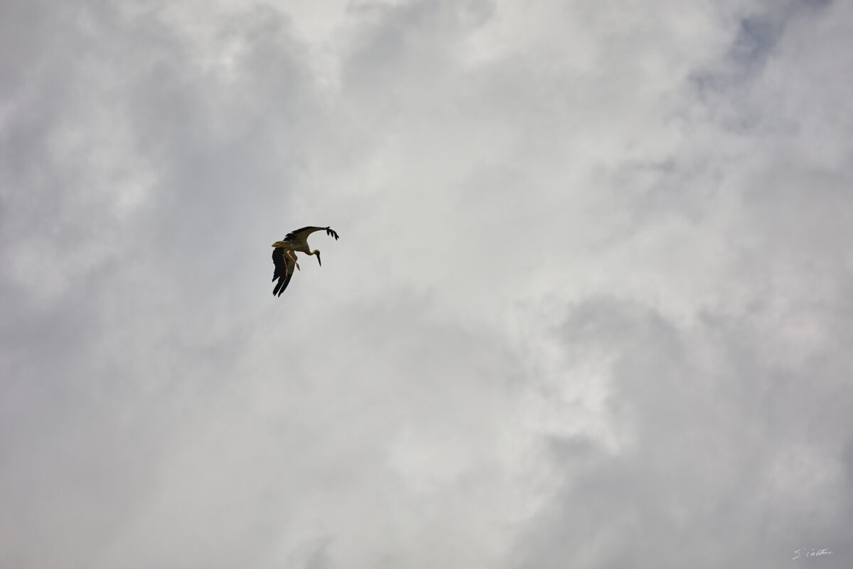 © All Rights Reserved - 2025-07-08 13:45:08 - f/7.1 1/1600sec ISO-100 400mm - France, Alsace, Strasbourg, Parc de l'Orangerie