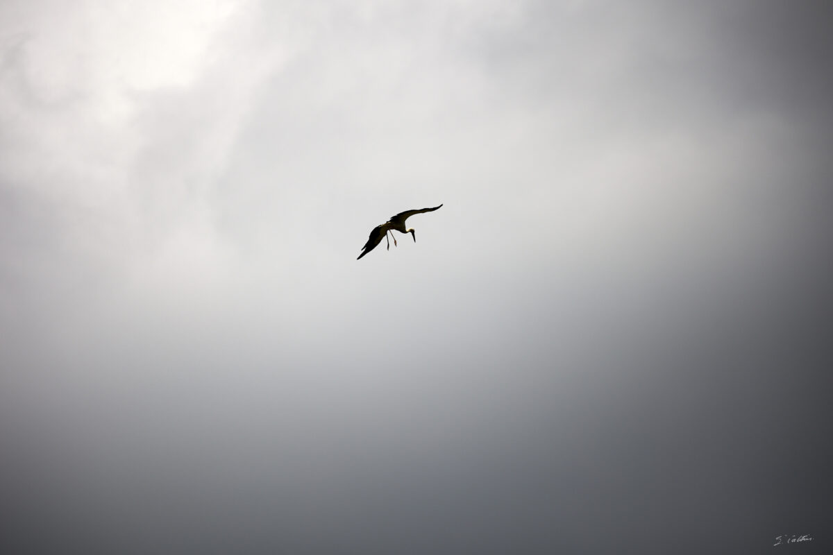 © All Rights Reserved - 2025-07-08 13:45:09 - f/6.3 1/1600sec ISO-100 400mm - France, Alsace, Strasbourg, Parc de l'Orangerie