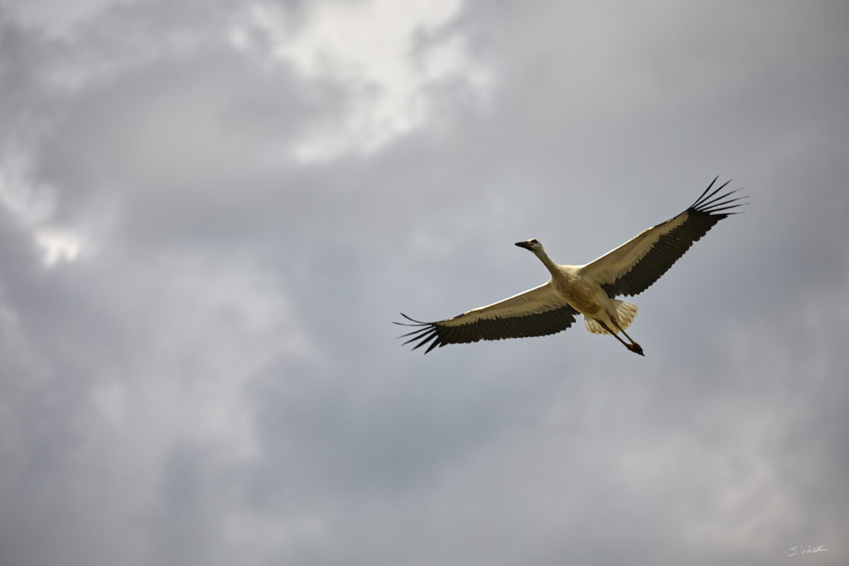 © All Rights Reserved - 2025-07-08 13:45:33 - f/5.6 1/1600sec ISO-100 271mm - France, Alsace, Strasbourg, Parc de l'Orangerie