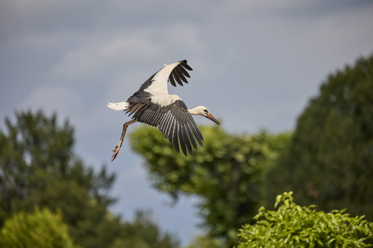 © All Rights Reserved - 2025-07-08 13:46:05 - f/5.6 1/1600sec ISO-200 400mm - France, Alsace, Strasbourg, Parc de l'Orangerie