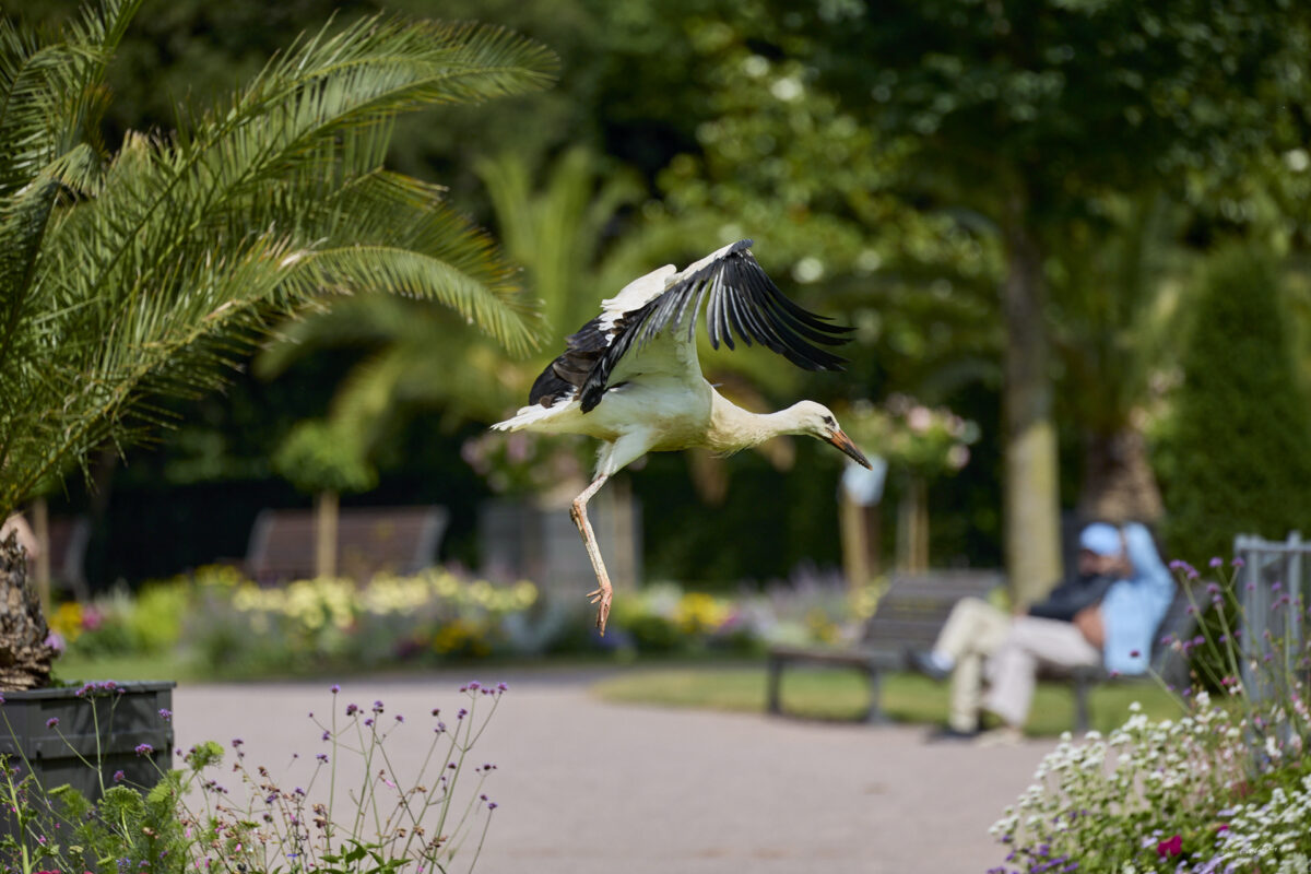 © All Rights Reserved - 2025-07-08 13:46:08 - f/5.6 1/1600sec ISO-500 400mm - France, Alsace, Strasbourg, Parc de l'Orangerie