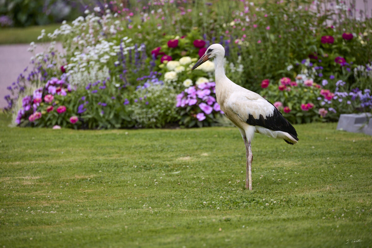 © All Rights Reserved - 2025-07-08 13:46:53 - f/5.6 1/1600sec ISO-640 400mm - France, Alsace, Strasbourg, Parc de l'Orangerie