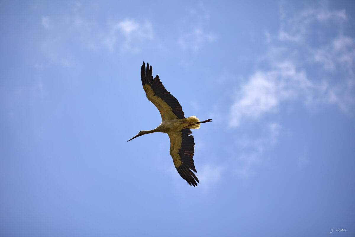 © All Rights Reserved - 2025-07-08 13:50:05 - f/5.6 1/1600sec ISO-100 271mm - France, Alsace, Strasbourg, Parc de l'Orangerie