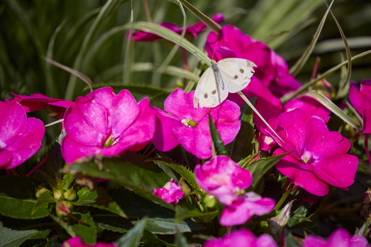 © All Rights Reserved - 2025-07-08 13:55:20 - f/5.6 1/640sec ISO-100 400mm - France, Alsace, Strasbourg, Parc de l'Orangerie