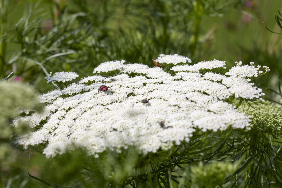 © All Rights Reserved - 2025-07-08 13:56:08 - f/14 1/250sec ISO-100 400mm - France, Alsace, Strasbourg, Parc de l'Orangerie