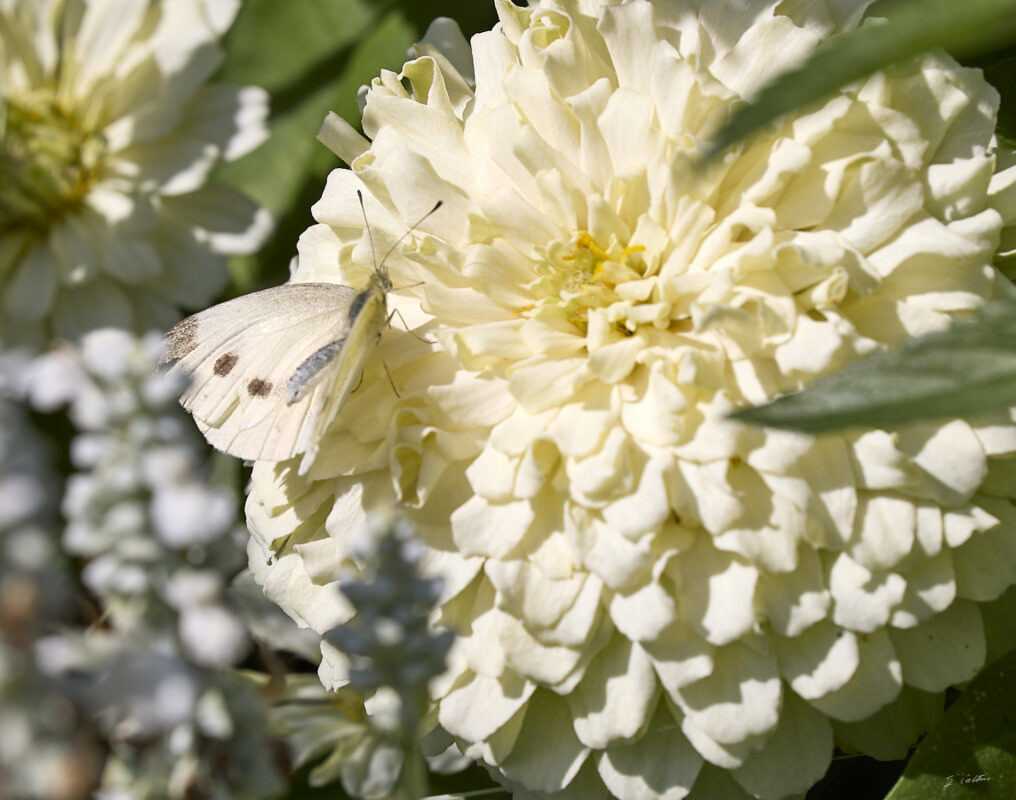 © All Rights Reserved - 2025-07-08 13:56:38 - f/14 1/320sec ISO-100 400mm - France, Alsace, Strasbourg, Parc de l'Orangerie