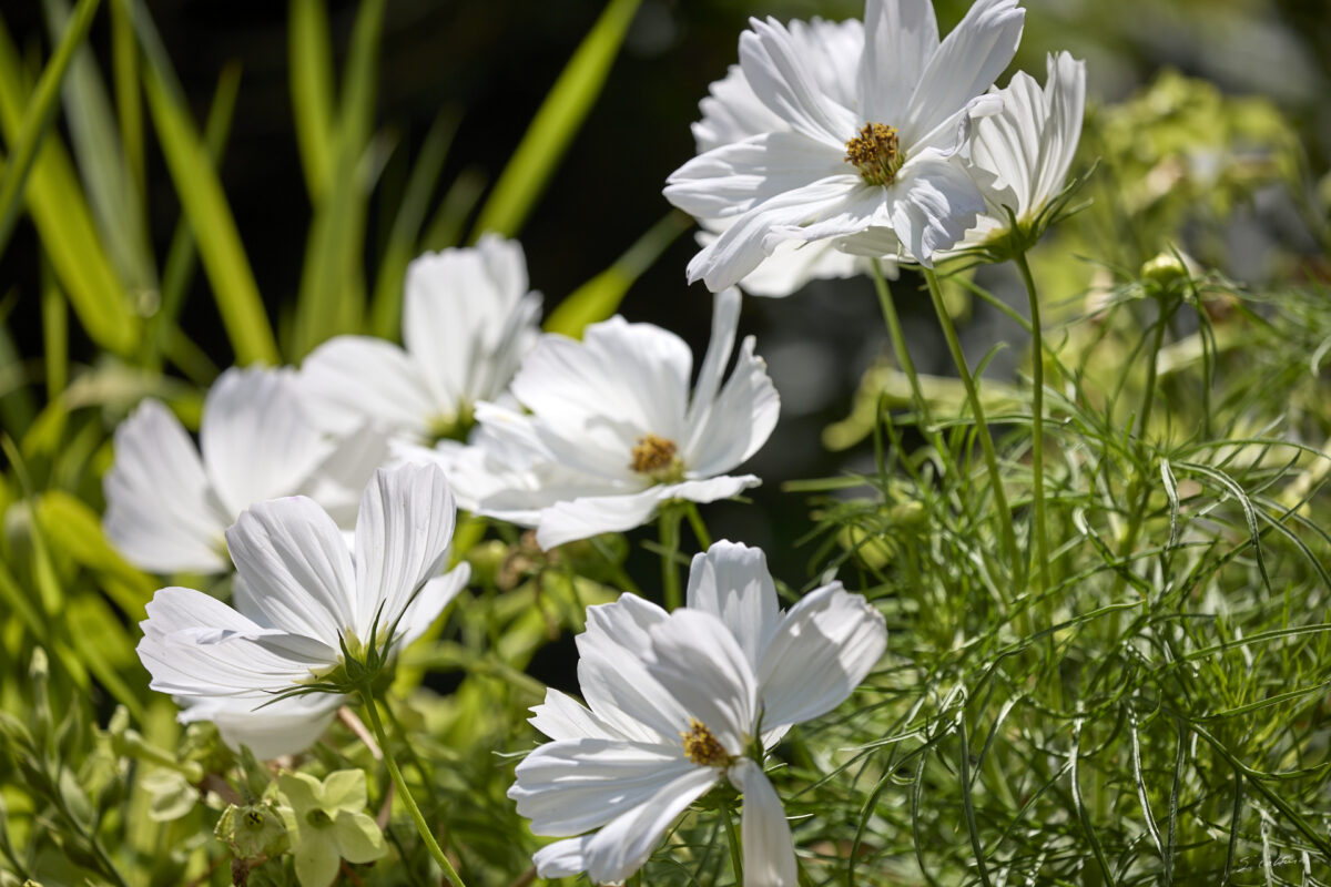 © All Rights Reserved - 2025-07-08 14:01:48 - f/5 1/1250sec ISO-100 300mm - France, Alsace, Strasbourg, Parc de l'Orangerie