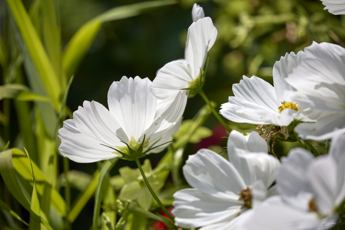 © All Rights Reserved - 2025-07-08 14:02:16 - f/5 1/1250sec ISO-100 300mm - France, Alsace, Strasbourg, Parc de l'Orangerie