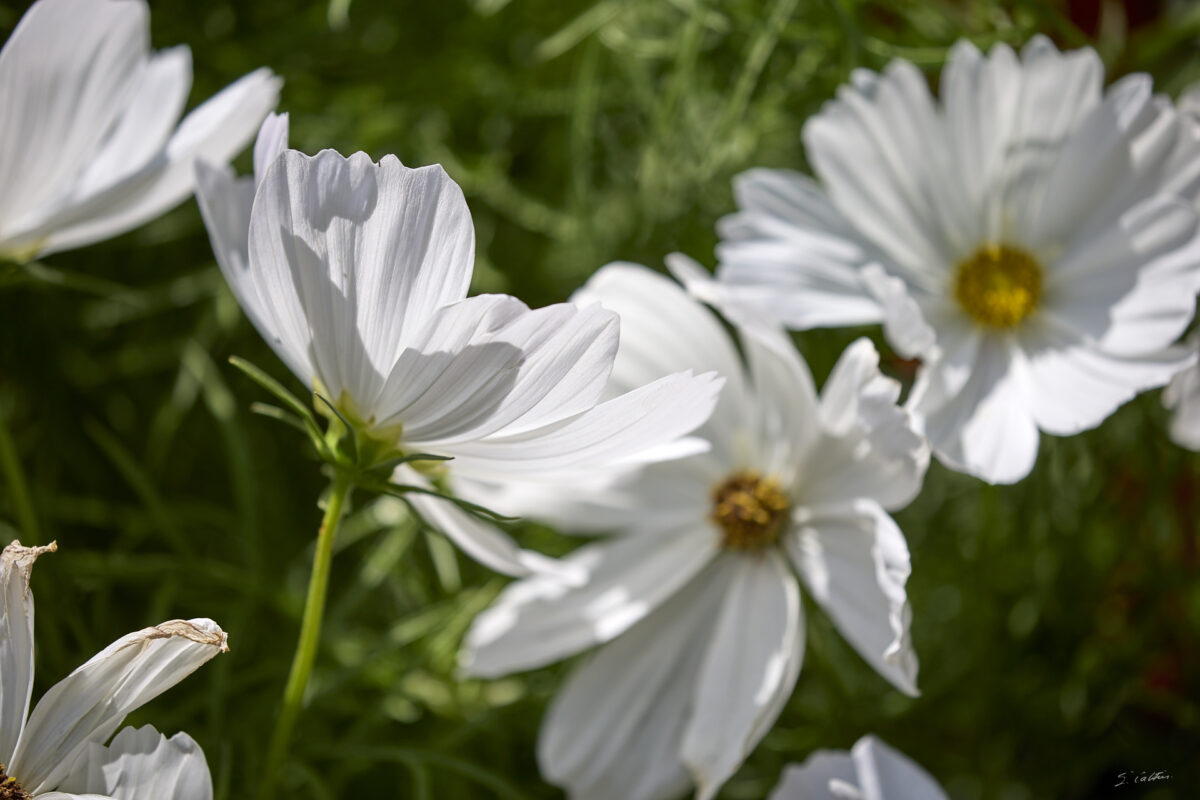 © All Rights Reserved - 2025-07-08 14:02:41 - f/5 1/1250sec ISO-100 300mm - France, Alsace, Strasbourg, Parc de l'Orangerie