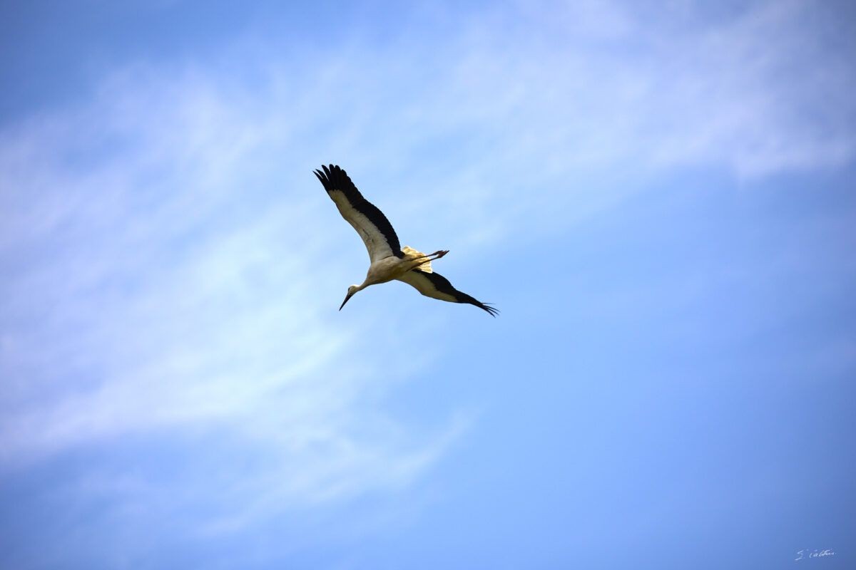 © All Rights Reserved - 2025-07-08 14:06:13 - f/5.6 1/1600sec ISO-160 340mm - France, Alsace, Strasbourg, Parc de l'Orangerie
