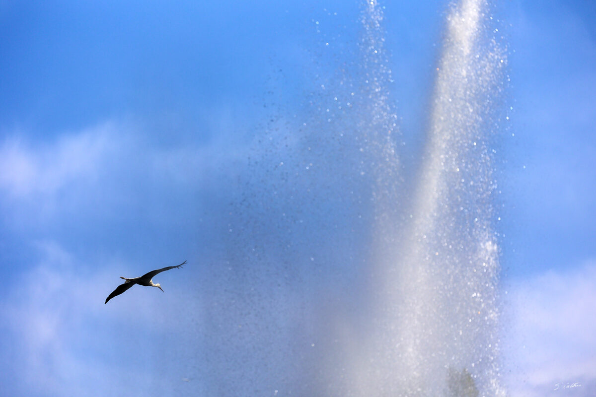 © All Rights Reserved - 2025-07-08 14:06:19 - f/5.6 1/1600sec ISO-160 340mm - France, Alsace, Strasbourg, Parc de l'Orangerie
