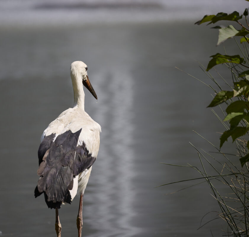 © All Rights Reserved - 2025-07-08 14:08:48 - f/6.3 1/1600sec ISO-320 400mm - France, Alsace, Strasbourg, Parc de l'Orangerie