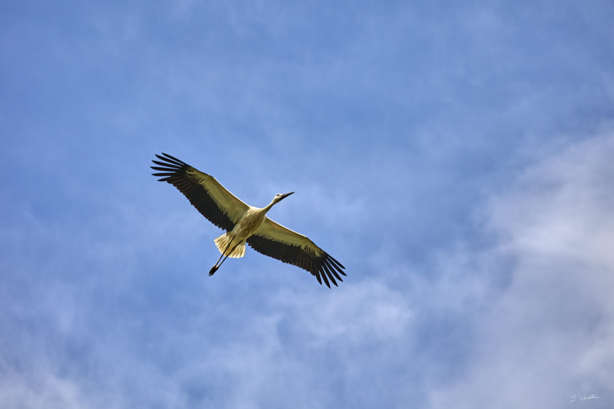 © All Rights Reserved - 2025-07-08 14:12:27 - f/5 1/1600sec ISO-125 135mm - France, Alsace, Strasbourg, Parc de l'Orangerie