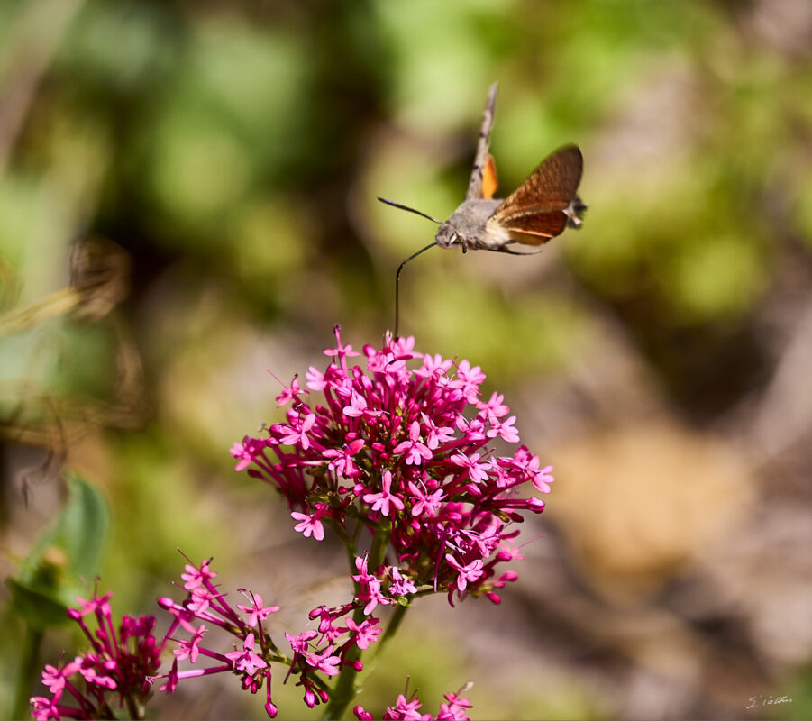 © All Rights Reserved - 2025-08-03 10:06:06 - f/5.6 1/2000sec ISO-320 330mm - France, Bourgogne, Saône-et-Loire, Sigy-le-Châtel, Spinx-Colibri
