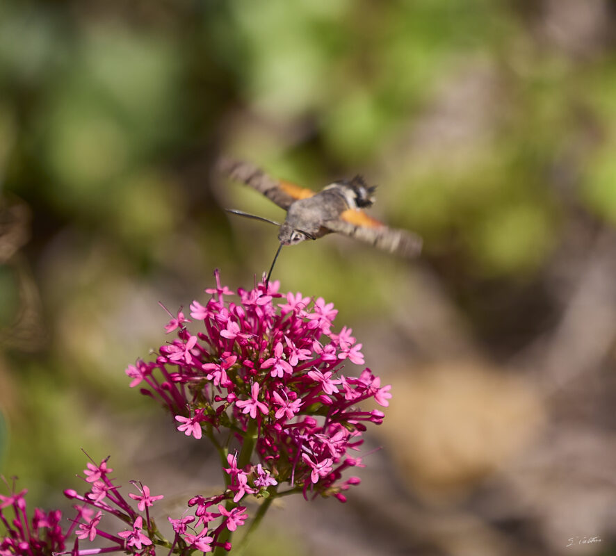 © All Rights Reserved - 2025-08-03 10:06:06 - f/5.6 1/2000sec ISO-320 330mm - France, Bourgogne, Saône-et-Loire, Sigy-le-Châtel, Spinx-Colibri