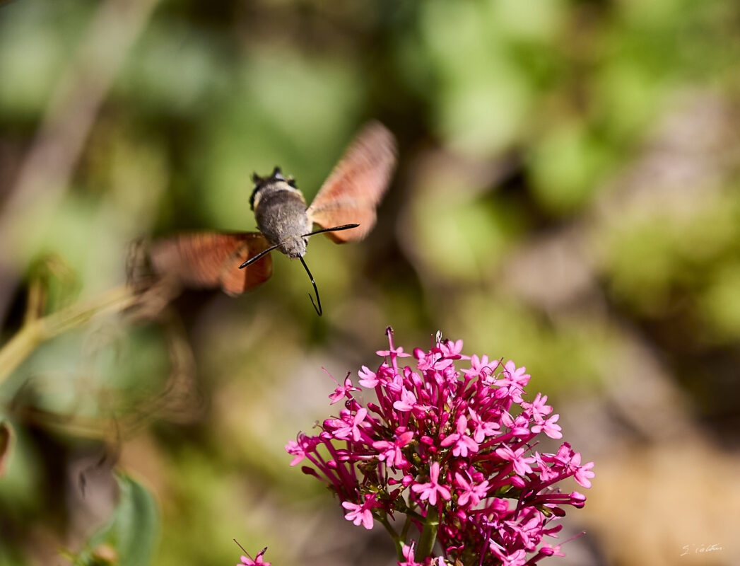 © All Rights Reserved - 2025-08-03 10:06:07 - f/5.6 1/2000sec ISO-400 330mm - France, Bourgogne, Saône-et-Loire, Sigy-le-Châtel, Spinx-Colibri