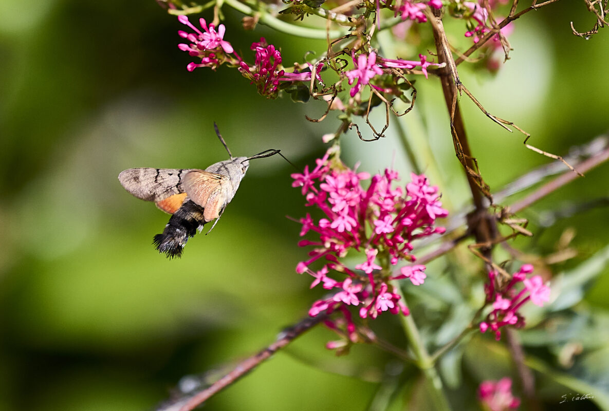 © All Rights Reserved - 2025-08-03 10:06:21 - f/5.6 1/4000sec ISO-1000 330mm - France, Bourgogne, Saône-et-Loire, Sigy-le-Châtel, Spinx-Colibri