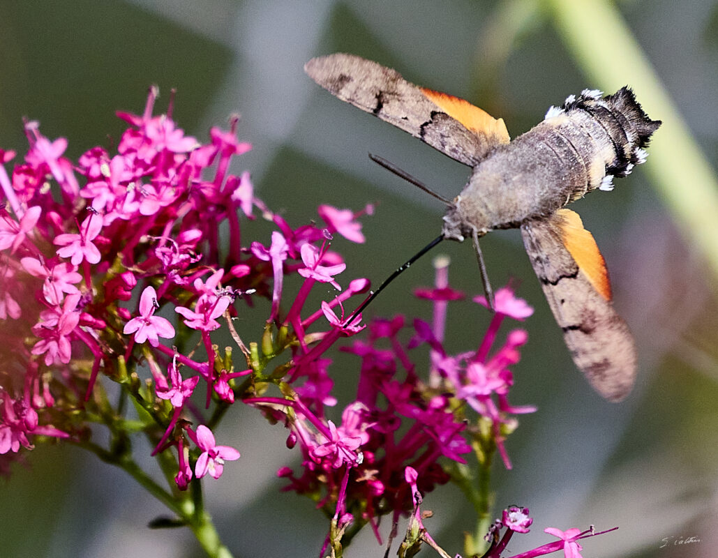 © All Rights Reserved - 2025-08-04 11:40:43 - f/5.6 1/8000sec ISO-2500 400mm - France, Bourgogne, Saône-et-Loire, Sigy-le-Châtel, Spinx-Colibri