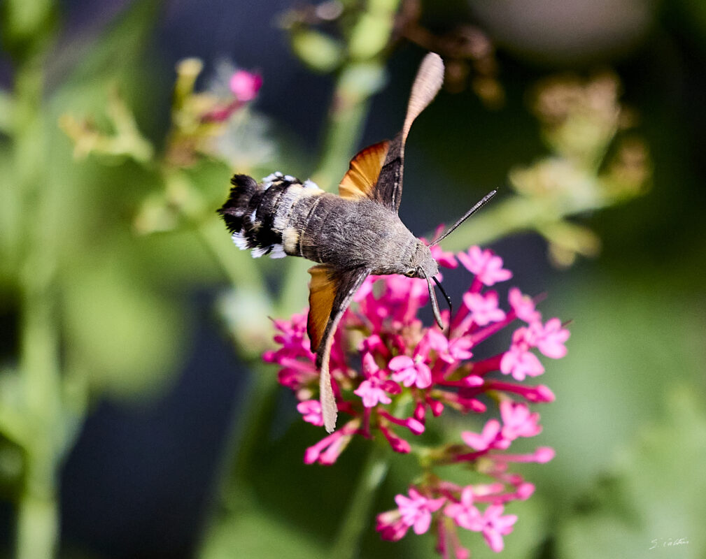 © All Rights Reserved - 2025-08-04 11:42:05 - f/5.6 1/8000sec ISO-3200 400mm - France, Bourgogne, Saône-et-Loire, Sigy-le-Châtel, Spinx-Colibri