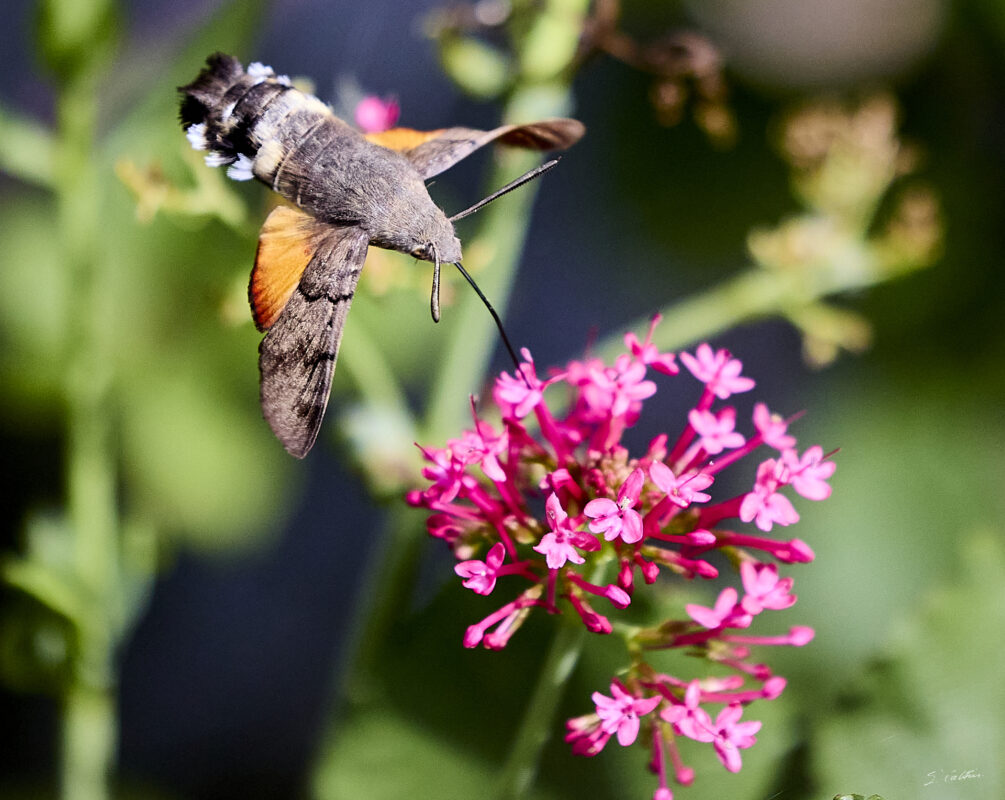 © All Rights Reserved - 2025-08-04 11:42:06 - f/5.6 1/8000sec ISO-3200 400mm - France, Bourgogne, Saône-et-Loire, Sigy-le-Châtel, Spinx-Colibri