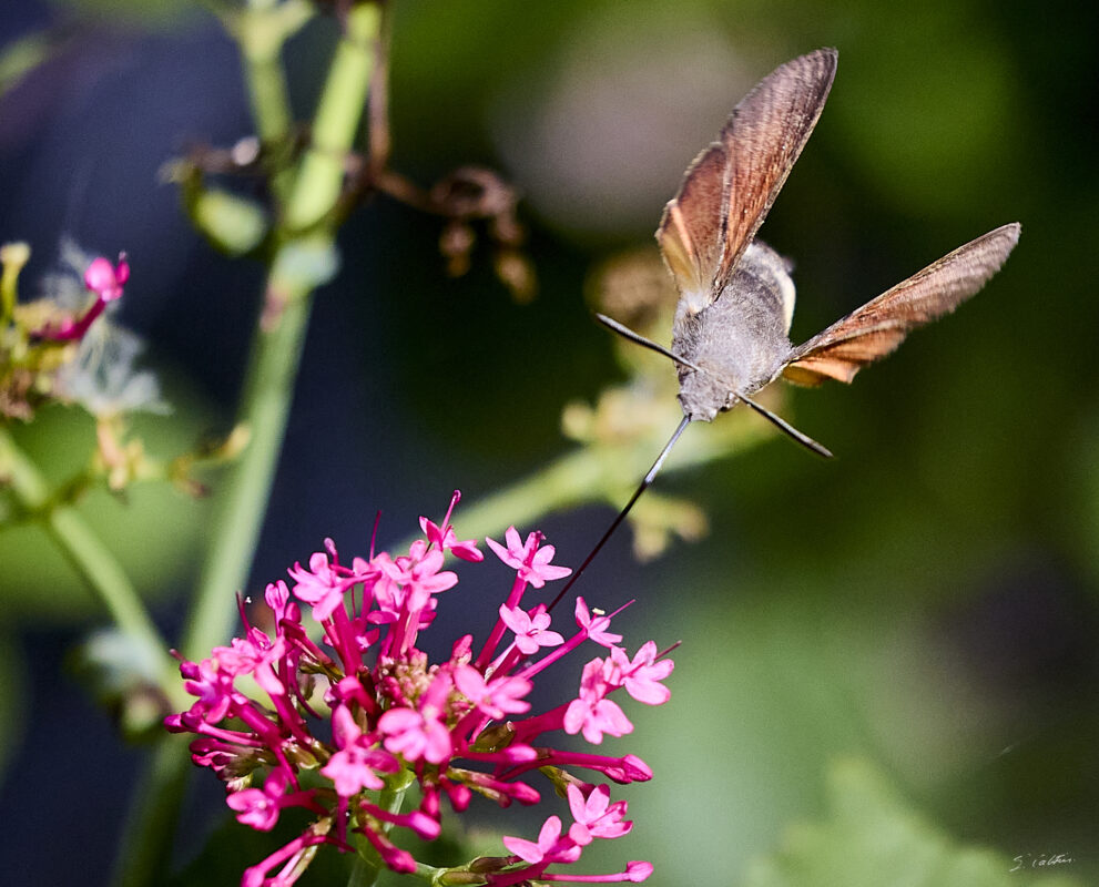 © All Rights Reserved - 2025-08-04 11:42:09 - f/5.6 1/8000sec ISO-3200 400mm - France, Bourgogne, Saône-et-Loire, Sigy-le-Châtel, Spinx-Colibri