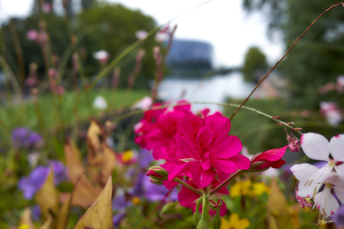 © All Rights Reserved - 2025-08-23 17:41:48 - f/4 1/800sec ISO-400 18.5mm - France, Alsace, Strasbourg-Europe