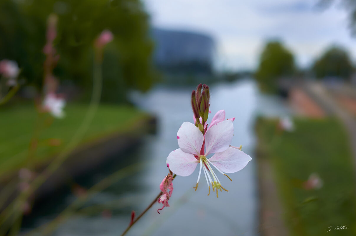 © All Rights Reserved - 2025-08-23 17:42:05 - f/4 1/640sec ISO-400 18.5mm - France, Alsace, Strasbourg-Europe