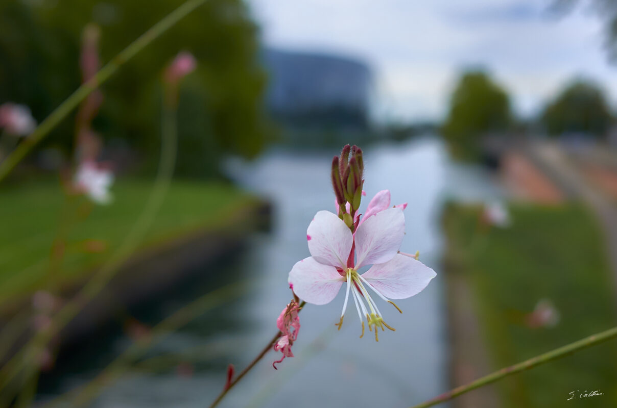 © All Rights Reserved - 2025-08-23 17:42:05 - f/4 1/640sec ISO-400 18.5mm - France, Alsace, Strasbourg-Europe