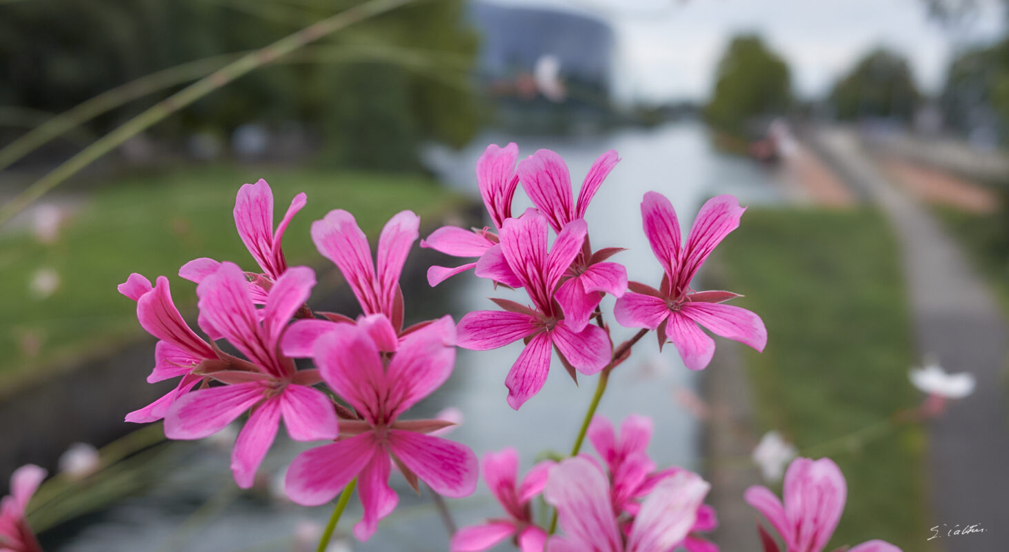 © All Rights Reserved - 2025-08-23 17:42:12 - f/4 1/1000sec ISO-400 18.5mm - France, Alsace, Strasbourg-Europe