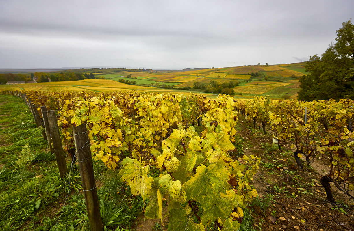 2025-10-25-063578-Montagny