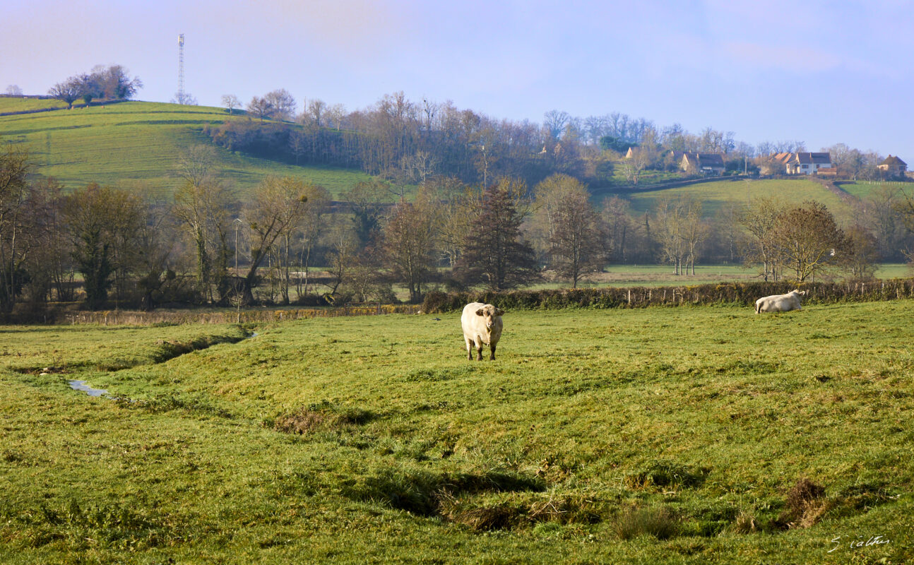 © All Rights Reserved - 2025-12-12 12:30:04 - f/8 1/160sec ISO-100 105mm - France - Bourgogne - Saône-et-Loire