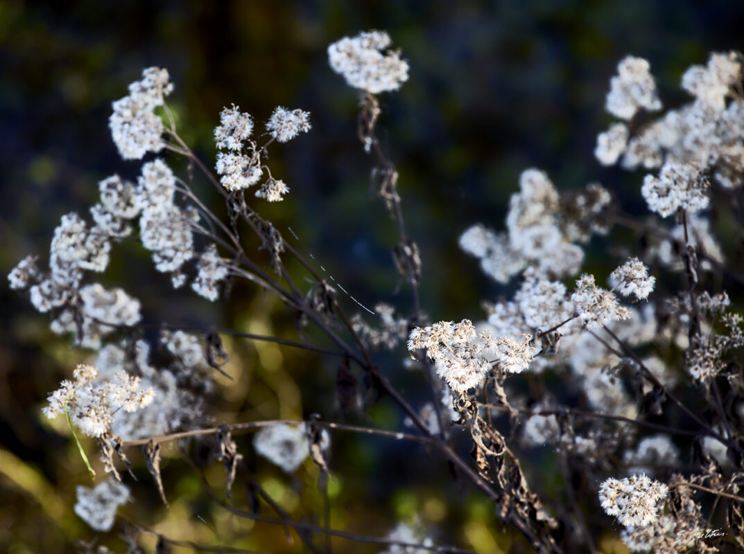 © All Rights Reserved - 2025-12-12 12:51:43 - f/5.6 1/160sec ISO-400 200mm - France - Bourgogne - Saône-et-Loire