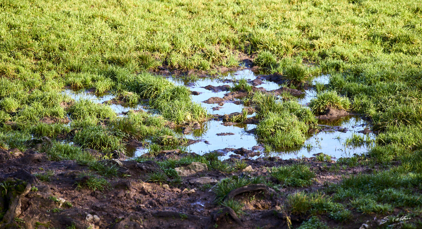 © All Rights Reserved - 2025-12-12 12:53:20 - f/5.6 1/640sec ISO-400 200mm - France - Bourgogne - Saône-et-Loire