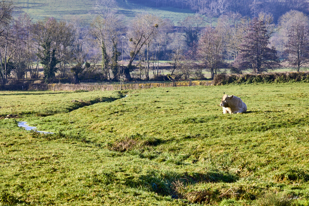 © All Rights Reserved - 2025-12-12 13:03:02 - f/8 1/125sec ISO-100 171mm - France - Bourgogne - Saône-et-Loire