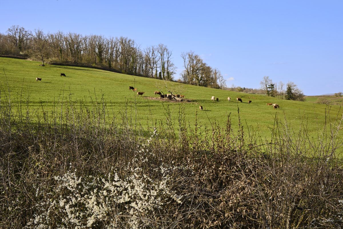 © All Rights Reserved - 2026-03-08 13:53:12 - f/8 1/160sec ISO-100 39mm - France - Bourgogne - Saône-et-Loire - Le salon des vaches