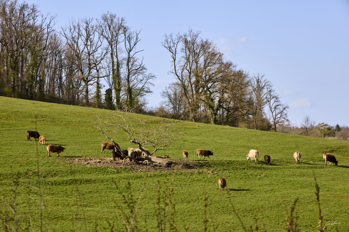 © All Rights Reserved - 2026-03-08 13:53:20 - f/8 1/125sec ISO-100 105mm - France - Bourgogne - Saône-et-Loire - Le salon des vaches