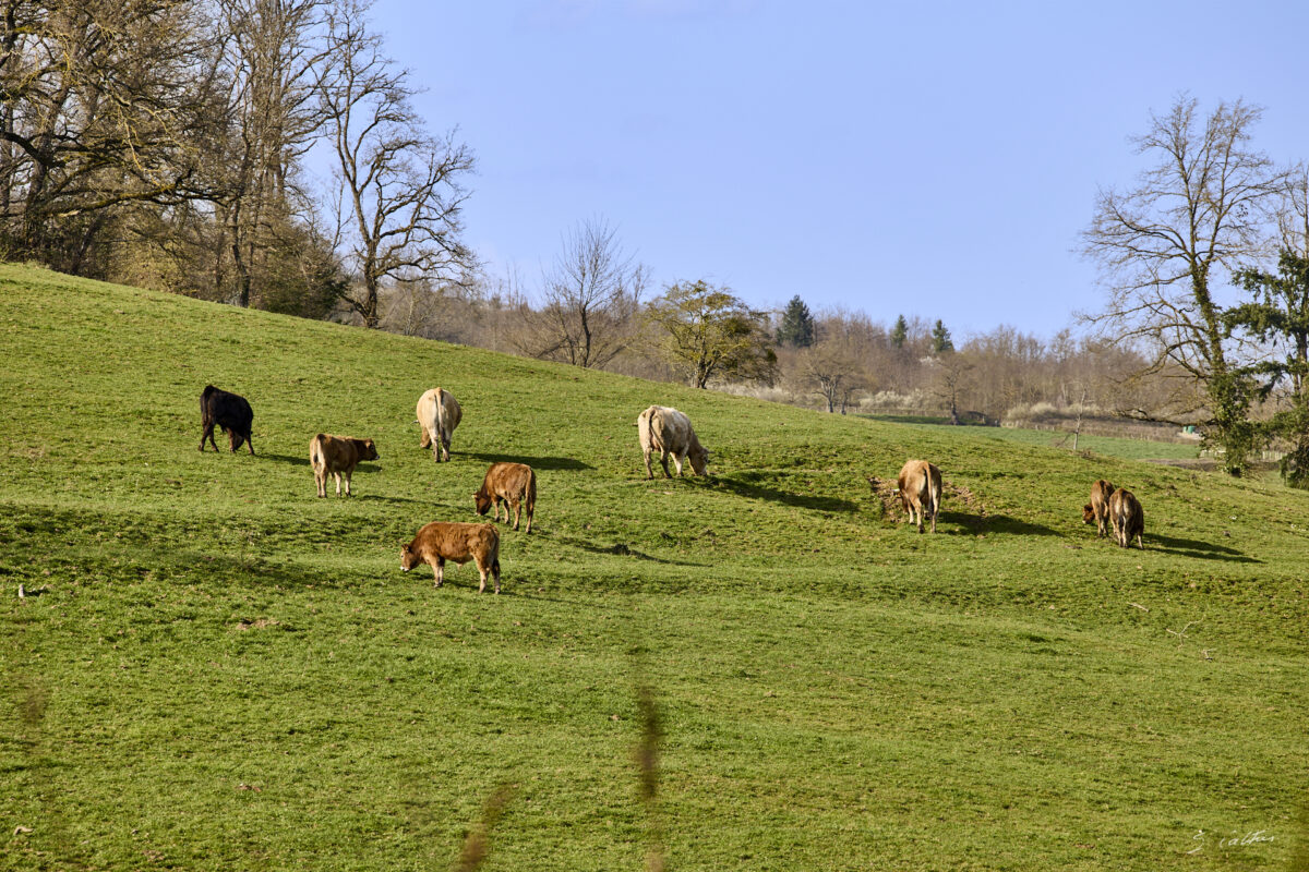 © All Rights Reserved - 2026-03-08 13:56:46 - f/8 1/160sec ISO-100 200mm - France - Bourgogne - Saône-et-Loire - Le salon des vaches