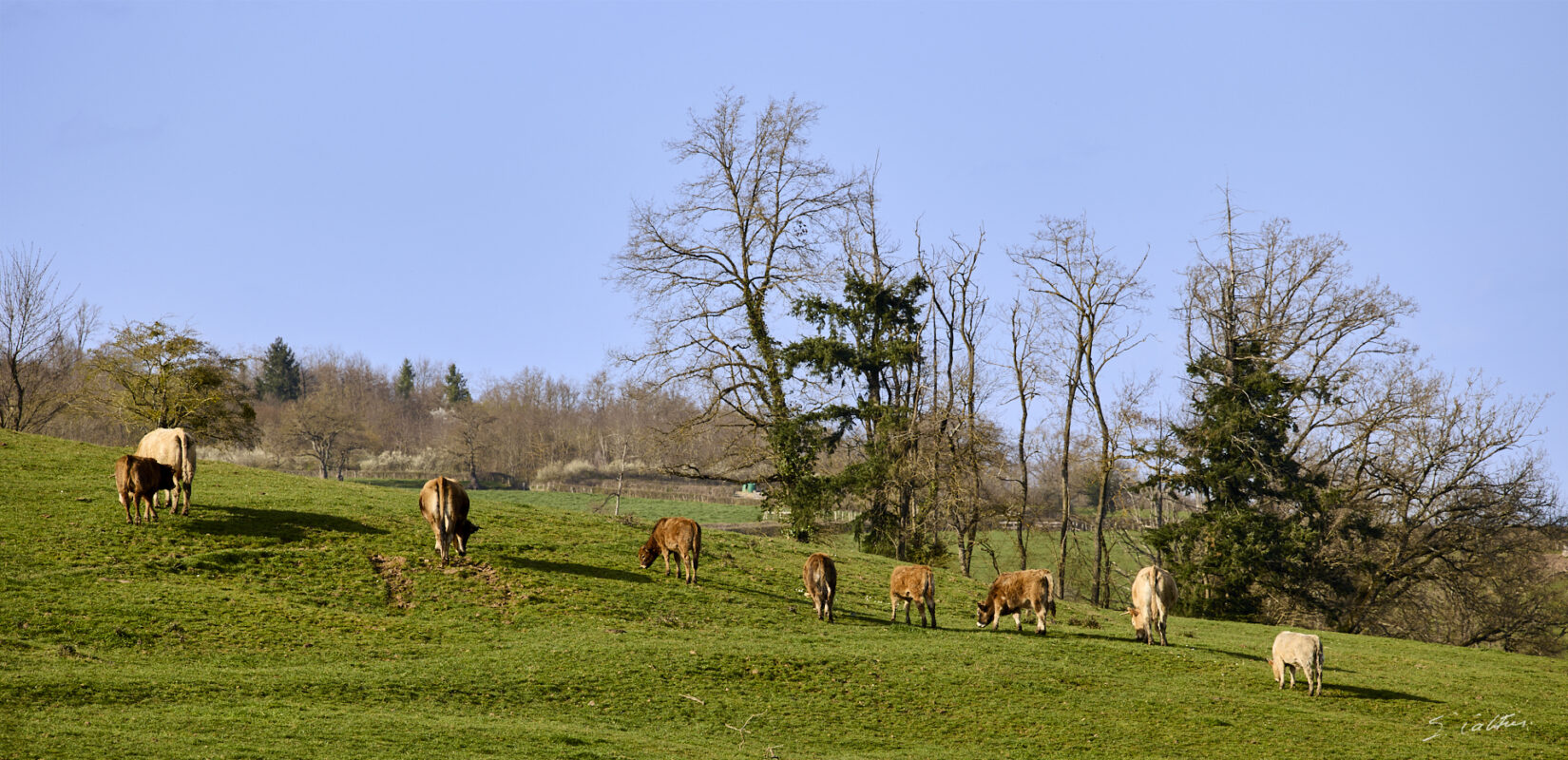 © All Rights Reserved - 2026-03-08 13:58:02 - f/8 1/160sec ISO-100 200mm - France - Bourgogne - Saône-et-Loire - ça broute