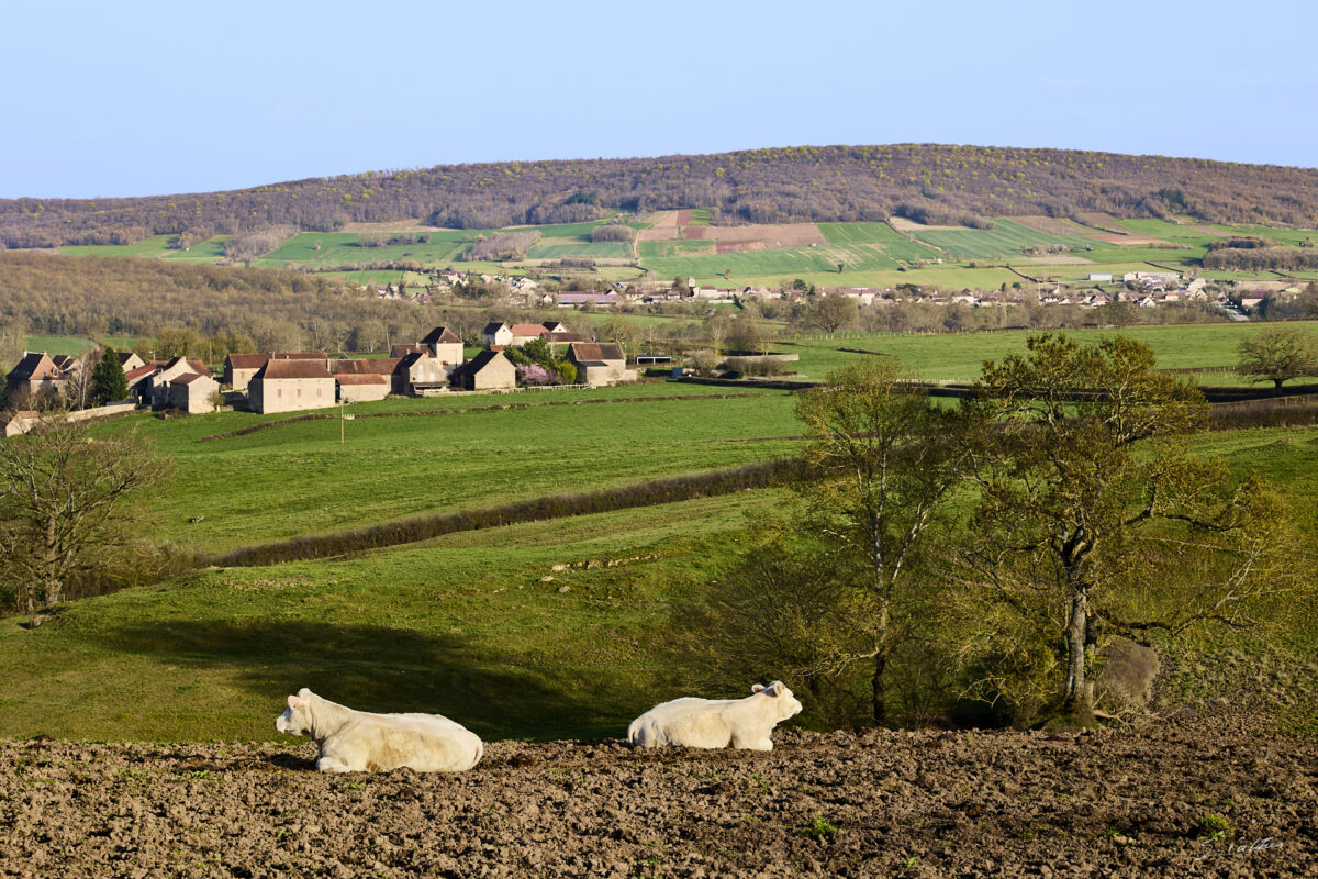 © All Rights Reserved - 2026-03-08 14:55:12 - f/8 1/160sec ISO-100 94mm - France - Bourgogne - Saône-et-Loire - Sailly