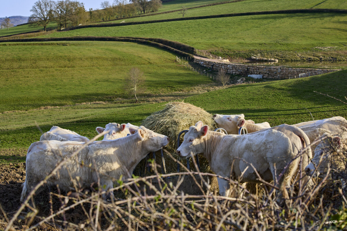© All Rights Reserved - 2026-03-08 14:57:09 - f/8 1/100sec ISO-100 70mm - France - Bourgogne - Saône-et-Loire - Convivialité bovine à Sailly