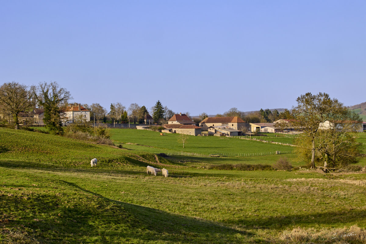 © All Rights Reserved - 2026-03-08 15:02:49 - f/8 1/200sec ISO-100 70mm - France - Bourgogne - Saône-et-Loire - Sailly