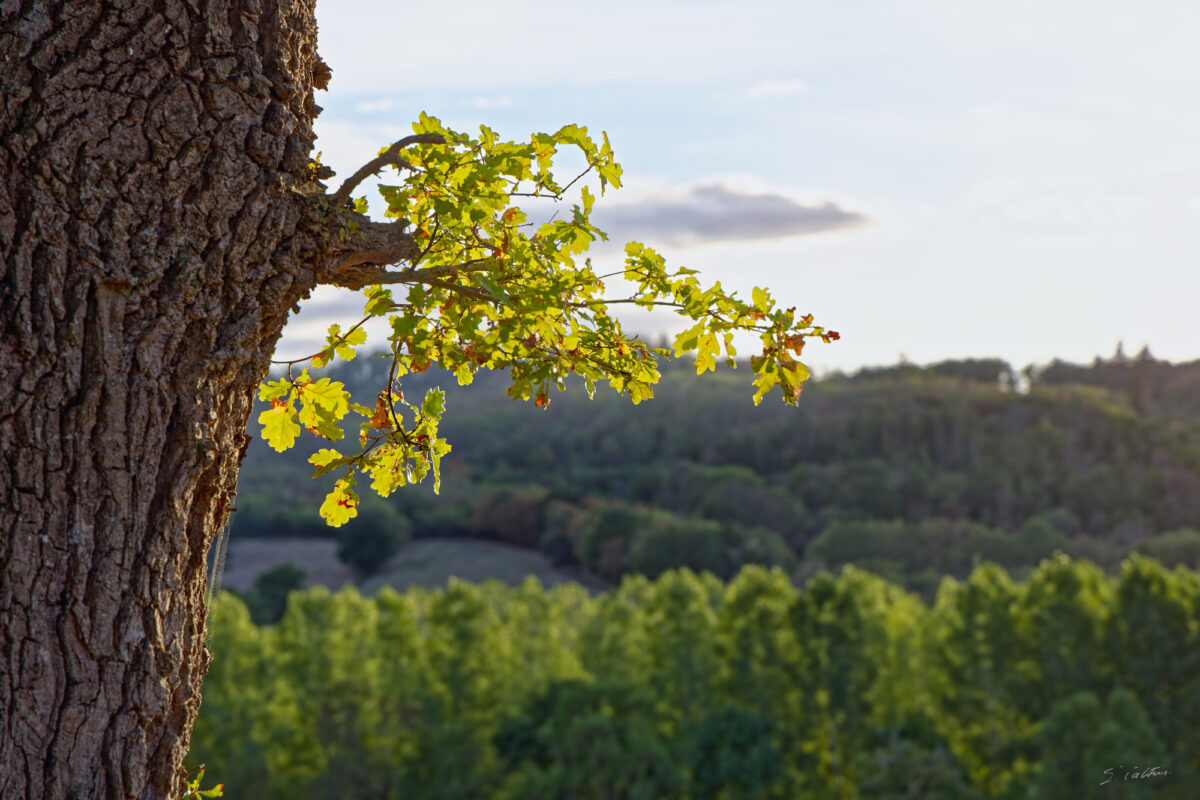 © All Rights Reserved - - 2026-09-16 19:13:14 - France, Bourgogne,, Sâone-et-Loire - f/8 1/100sec ISO-100 105mm